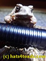 /home//u458753944/public_html/sourcegallery//Roxborough Toad Detour/2022/2022-03-07/P3070844.JPG